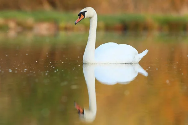 Krásná labuť na jezeře. Úžasný pták v přírodním prostředí. — Stock fotografie