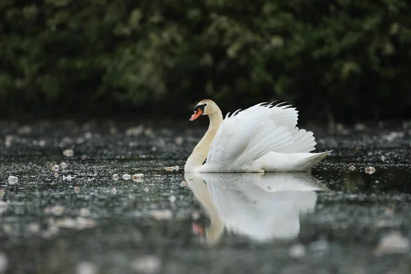 Krásná labuť na jezeře. Úžasný pták v přírodním prostředí. — Stock fotografie