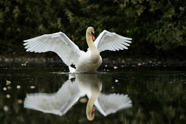Hermoso cisne en un lago. Increíble pájaro en el hábitat natural. — Foto de Stock