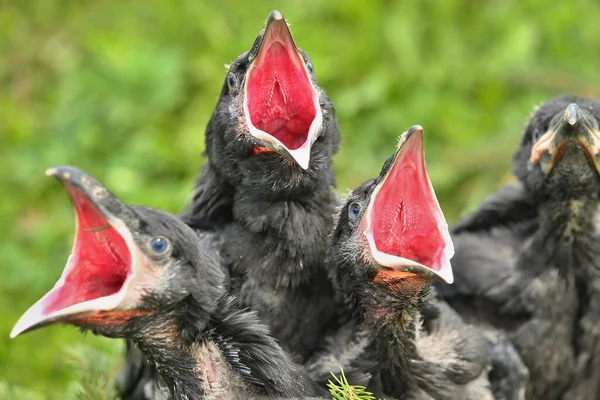 Black raven in the nature habitat. Young raven birds in the nest.