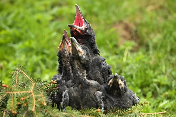 Cuervo negro en el hábitat natural. Cuervo joven en el nido. —  Fotos de Stock