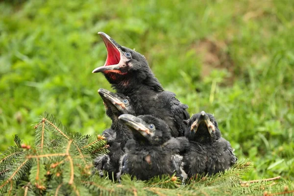 Svart korp i naturmiljön. Unga korpfåglar i boet. — Stockfoto