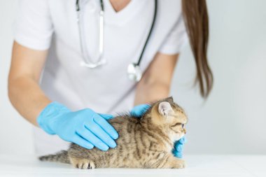 Eldiven giyen bir veteriner, parlak ve steril bir klinikte küçük bir tekir kediyi dikkatlice muayene ediyor. Profesyonel, sağlık değerlendirmesi sırasında özenli ve odaklıdır..