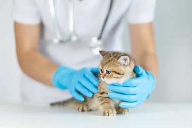 Genç bir tekir kedi yavrusu veteriner kliniğinde mavi eldiven takan bir veteriner tarafından nazikçe tutuluyor. Atmosfer sakin ve özenli. Muayene sırasında yavruların refahını sağlıyor..