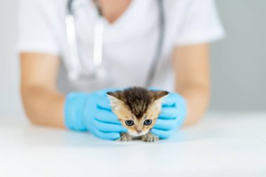 Eldivenli bir veteriner, küçük bir kediyi nazikçe masanın üzerinde tutar ve onun iyiliğine odaklanır. Gündüz ortamın temiz ve profesyonel bir atmosfer olduğunu gösteriyor..