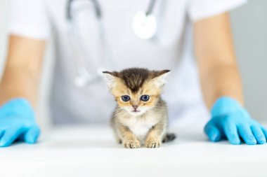 Mavi eldivenli bir veteriner muayene için hazırlanırken küçük bir kedi yavrusu masada oturuyor. Ayar, sağlık ve bakımın vurgulandığı parlak bir veterinerlik kliniği..