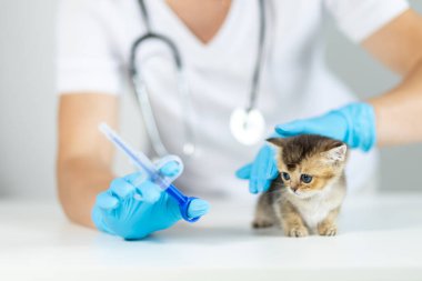 Önlükteki veteriner kadrosu, tablet şırınga kullanan küçük bir kedi yavrusuna ilaç veriyor. Ortam temiz, iyi aydınlatılmış, hayvan bakımına odaklanmış bir veteriner kliniği..