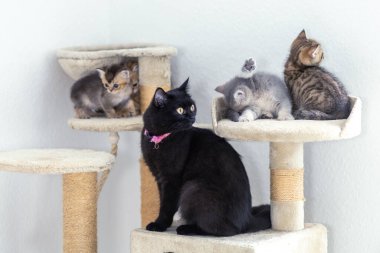 Dört kedi yavrusu, yakınlarda siyah bir kedi izlerken tırmanış yapılarıyla eğleniyor. Ortam neşeli ve davetkar, neşeli mizaçlarını ve meraklarını sergiliyorlar..