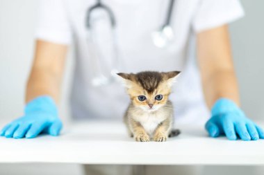 Klinikte bir veteriner sevimli bir kediyi muayene ediyor. Veteriner eldiven takıyor ve kedi yavrularının sağlığını ve güvenliğini sağlamak için stetoskobu hazır tutuyor..
