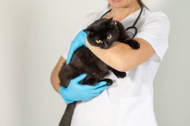 Önlüklü bir veteriner koruyucu eldiven giyerken siyah bir kediyi kollarında tutuyor. Ayar nötr renklerle klinik ortamını andırıyor.