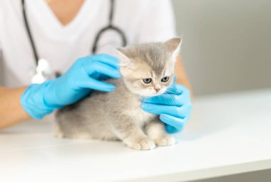 Gri bir kedi yavrusu, temiz bir klinikte mavi eldiven giyen bir veterinerden sağlık kontrolü alıyor. Atmosfer sakin, ziyaret sırasında genç evcil hayvana huzur veriyor..