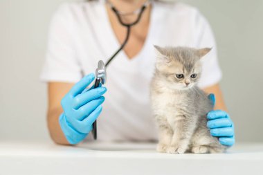 Mavi eldiven giyen bir veteriner bir elinde steteskop tutarken bir veteriner veteriner kliniğindeki check-up sırasında bir masada tüylü gri bir kedi yavrusunu nazikçe izliyor...