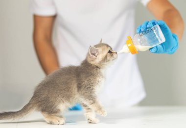 Gri bir kedi yavrusu mavi eldiven giyen bir bakıcının tuttuğu şişeden hevesle içiyor. Aydınlık ve temiz bir ortam, beslenmenin önemini vurguluyor..
