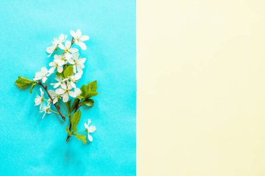 Bahar çiçekleri kiraz ağacı mavi ve sarı zemin üzerine. En az Paskalya kavramı. Üst görüntülemek düz yatıyordu arka plan. 