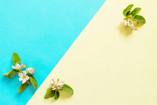Çiçekler Elma Ağacı Treeson Mavi Sarı Bir Arka Plan Bahar — Stok fotoğraf