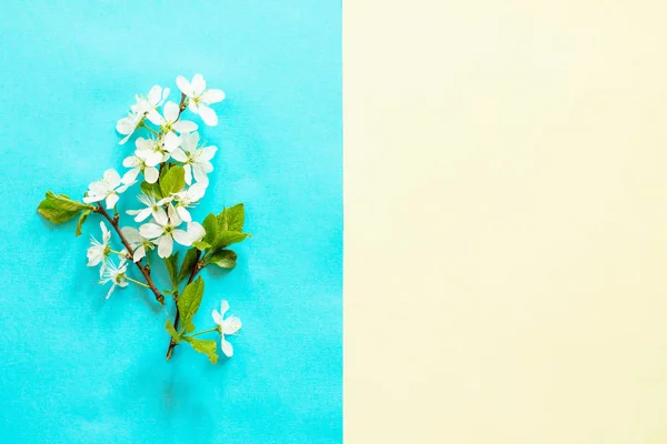 Bahar Çiçekleri Kiraz Ağacı Mavi Sarı Zemin Üzerine Paskalya Kavramı — Stok fotoğraf