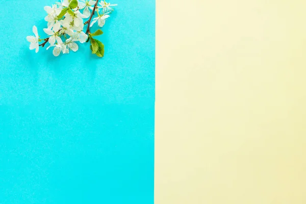 Весняні Квіти Вишневе Дерево Синьо Жовтому Тлі Концепція Мінімального Великодня — стокове фото