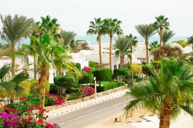 Resort beach palmiye ağacı, kıyı kıyı Kızıldeniz'Sharm el Sheikh, Sinai, Mısır ile. 