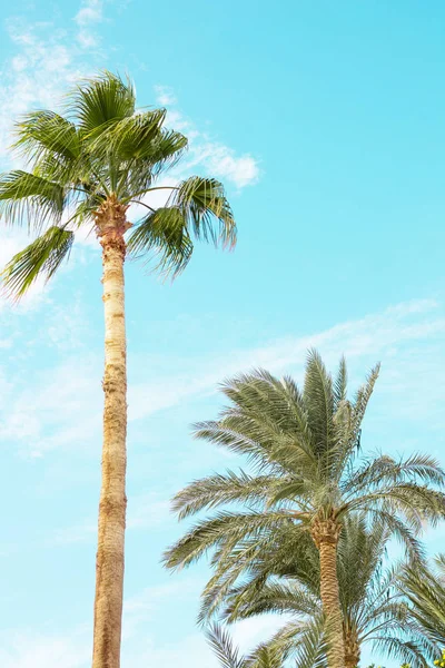 Natural background, panorama landscape nature. Coast shore of Red Sea in Sharm el Sheikh, Sinai, Egypt.