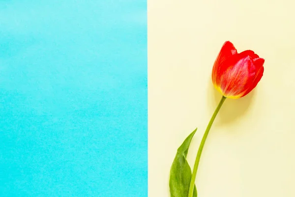 Bahar Mavi Sarı Zemin Üzerine Çiçekler Paskalya Kavramı Düz Yatıyordu — Stok fotoğraf