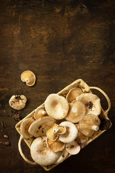Шафран с молоком. Сбор грибов на деревенском столе. Топ-10 — стоковое фото