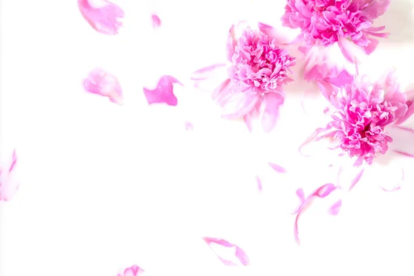 Flowers Milk Bath Pink Peony Flower Milk Concept Tender Beauty — Stock Photo, Image
