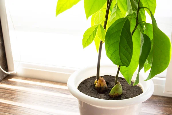 Árbol Aguacate Casas Cultivadas Plantas Tropicales Cubiertas Copiar Espacio —  Fotos de Stock