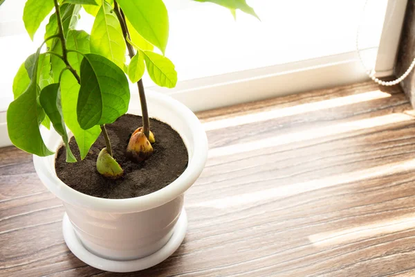 stock image Avocado tree, grown houses, tropical indoor plants. Copy space.