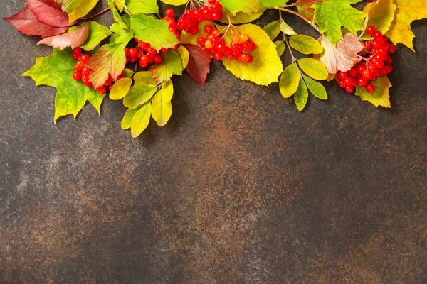 Seasonal background. Autumn background with maple leaves and berries on a dark slate background. Top view flat lay background with copy space.