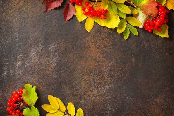 Seasonal background. Autumn composition with autumn maple leaves and berries on a slate dark background. Top view flat lay background with copy space.