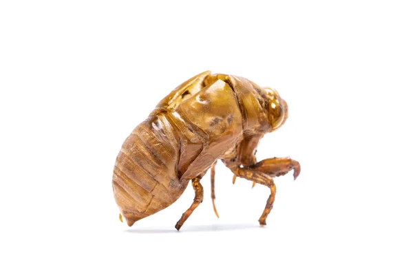 Cicada Slough New Born Its Life Cycle Insect Moult Cicada — Stock Photo, Image