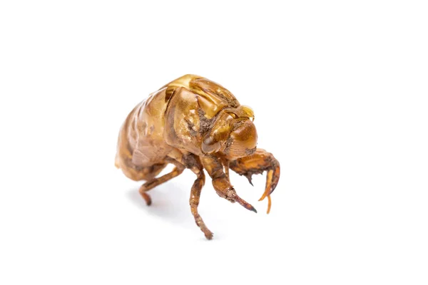 Cicada Slough Pentru Nou Născut Ciclul Său Viață Insecte Moult — Fotografie, imagine de stoc