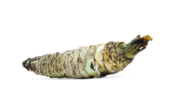 Wasabi Root Una Las Especias Más Favoritas Para Los Alimentos — Foto de Stock