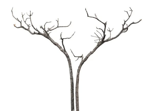 Zmarłe Drzewo Gałąź Projektowania Dekoracji Białym Tle Białym Tle — Zdjęcie stockowe