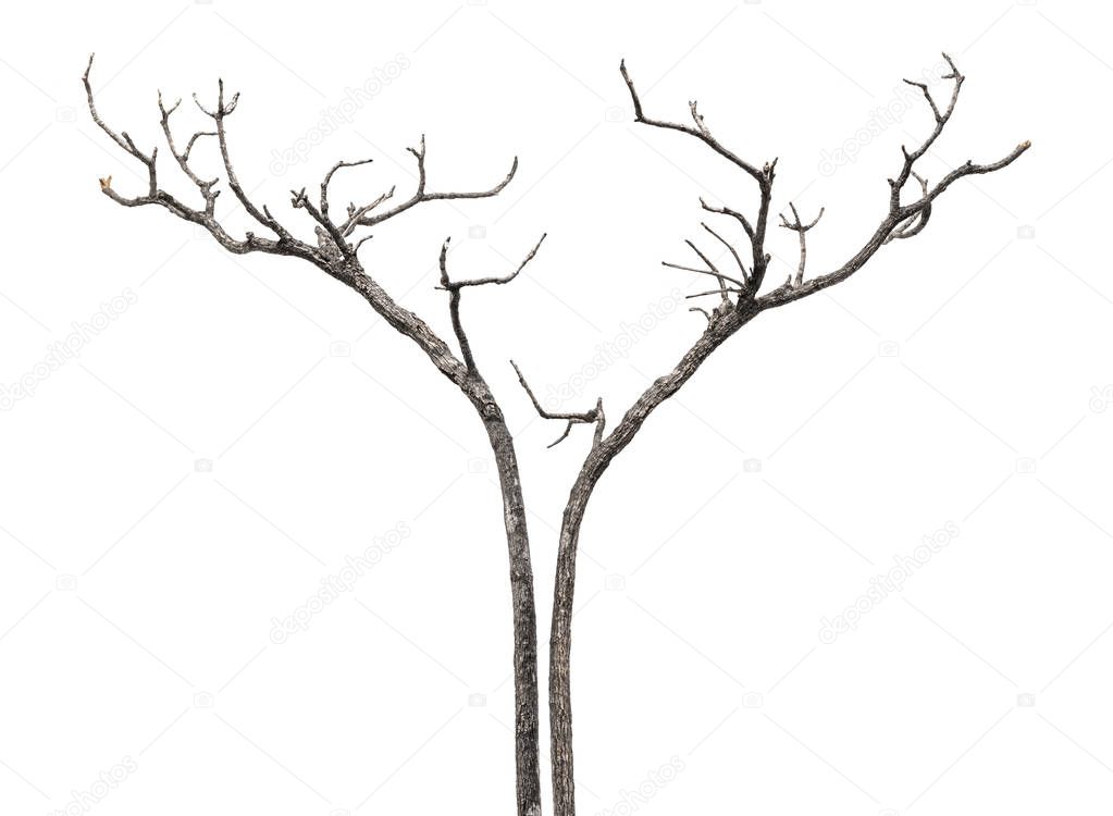 dead tree branch for design decorate isolated on white background