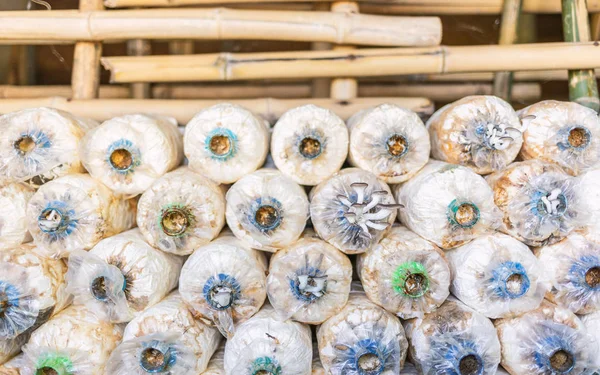 İstiridye mantar veya Phoenix ile yumuşak seçici odak, gruptaki spawn dan büyüyen mantar mantar organik tarım iş tarım