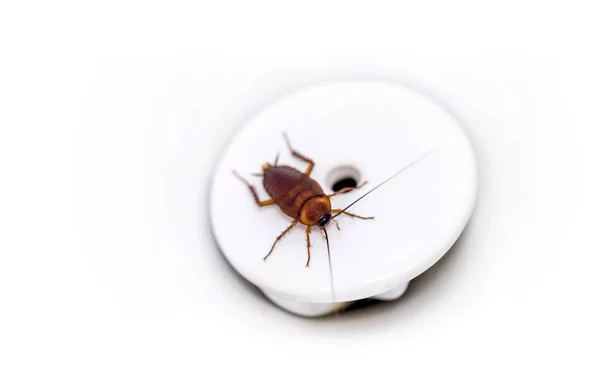 Cockroach at bottom of white urinal — Stock Photo, Image