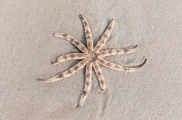 Luidia maculata Hilo de estrellas de mar en la playa —  Fotos de Stock