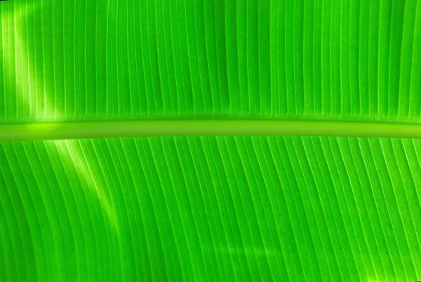 Natuurlijke groene Banana Leaf achtergrond — Stockfoto