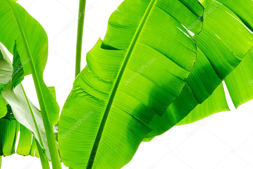 natural green banana leaves on white background