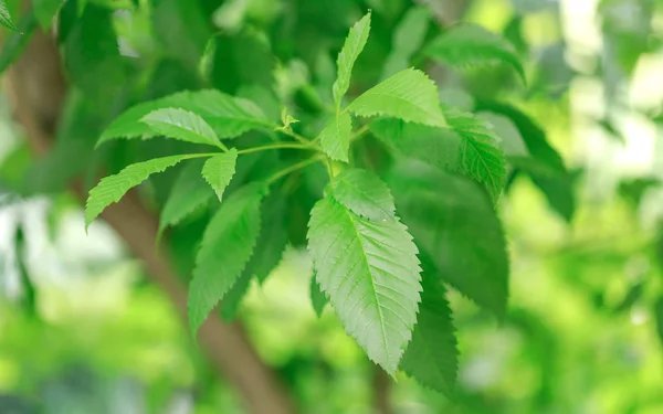 Olmo verde natural hojas en enfoque selectivo — Foto de Stock