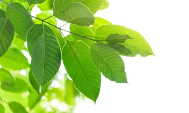 Seçici odaklamada doğal yeşil yapraklar