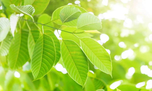 Hojas verdes naturales en enfoque selectivo — Foto de Stock