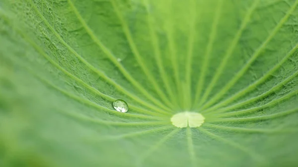 Крупным планом зеленый лист лотоса с каплей воды — стоковое фото