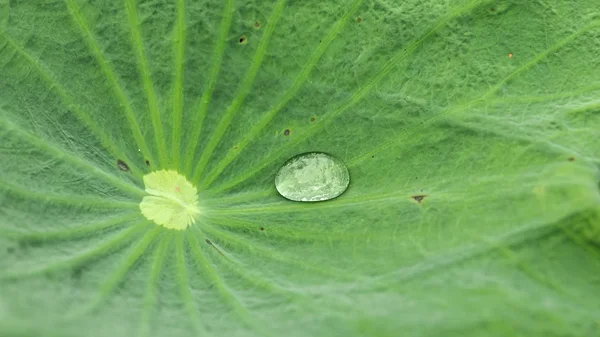 Close-up af grønt lotusblad med vanddråbe - Stock-foto
