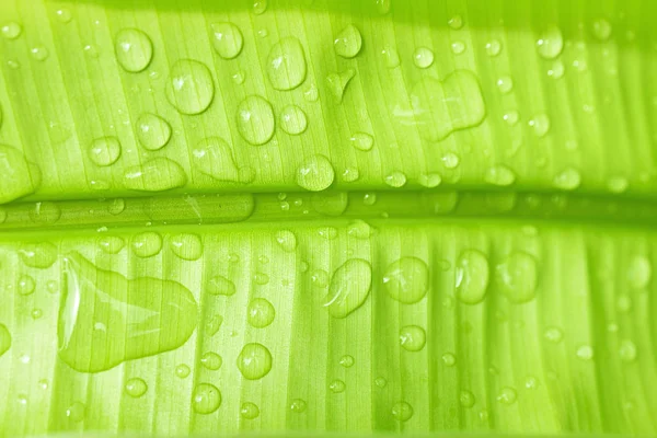 Natural green banana leaf with water drop — Stock Photo, Image