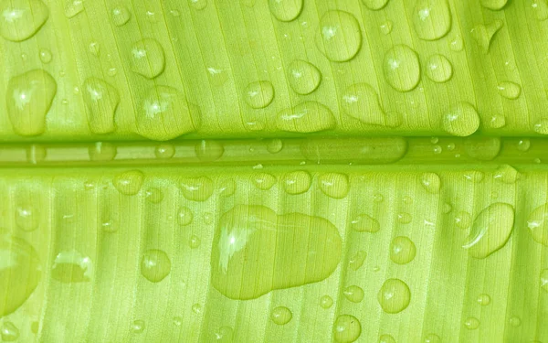 Зеленый банановый лист с каплей воды — стоковое фото