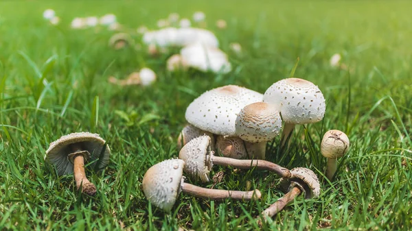 Fairy ring mushrooms or fairy circle, elf circle, elf ring growing on green grass field