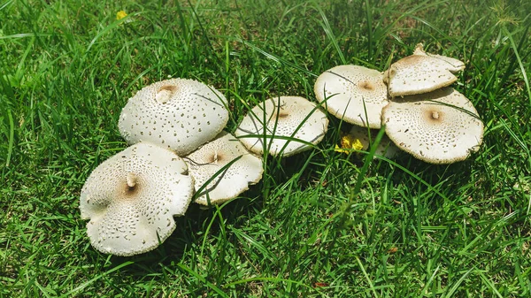 Fairy ring mushrooms or fairy circle, elf circle, elf ring growing on green grass field