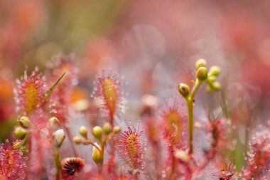 Sundew, Drosera intermedya, doğada etobur bir bitki.